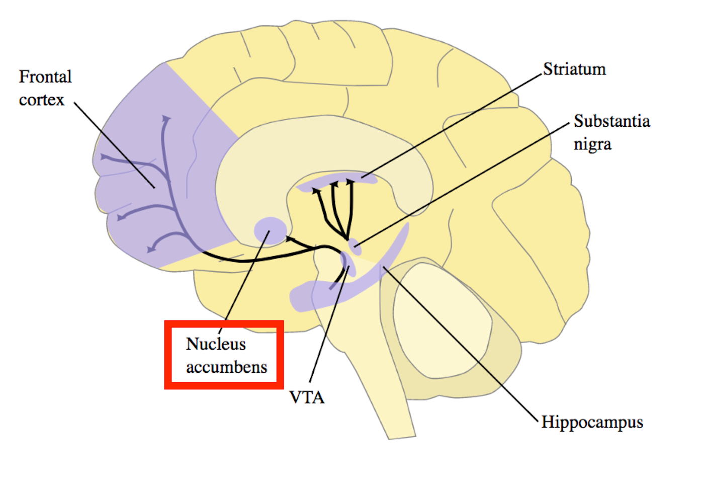 Image of the brain with the nucleus accumbens highlighted