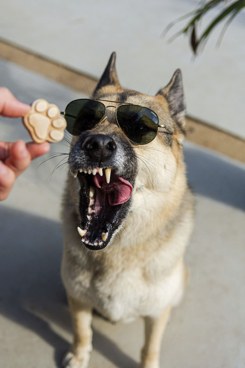 A dog in sunglasses eating a treat