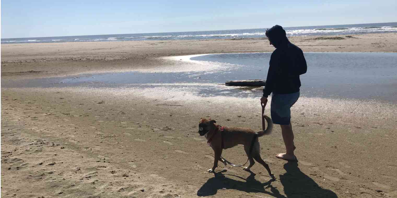 Hero image with a man walking a dog on a beach