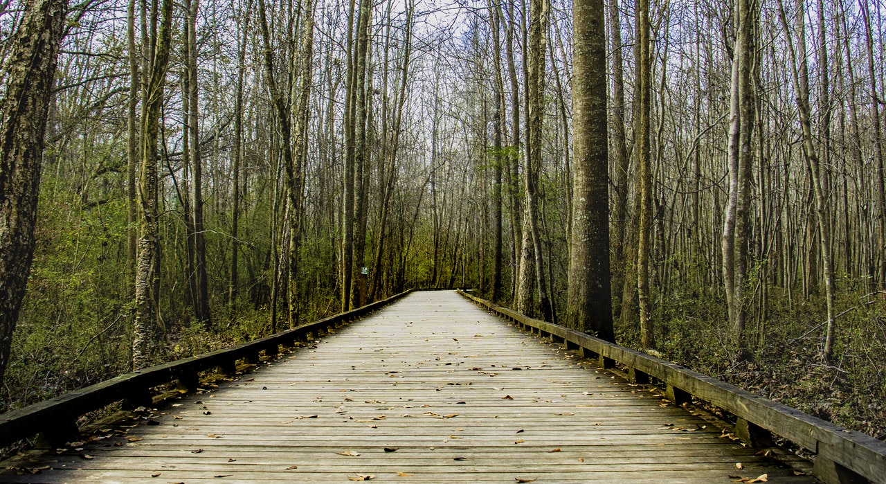 path in the woods