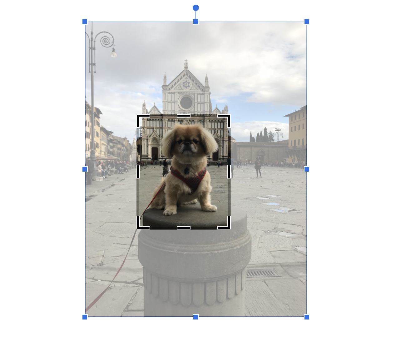 Image in Google Docs with a crop frame around the subject. 