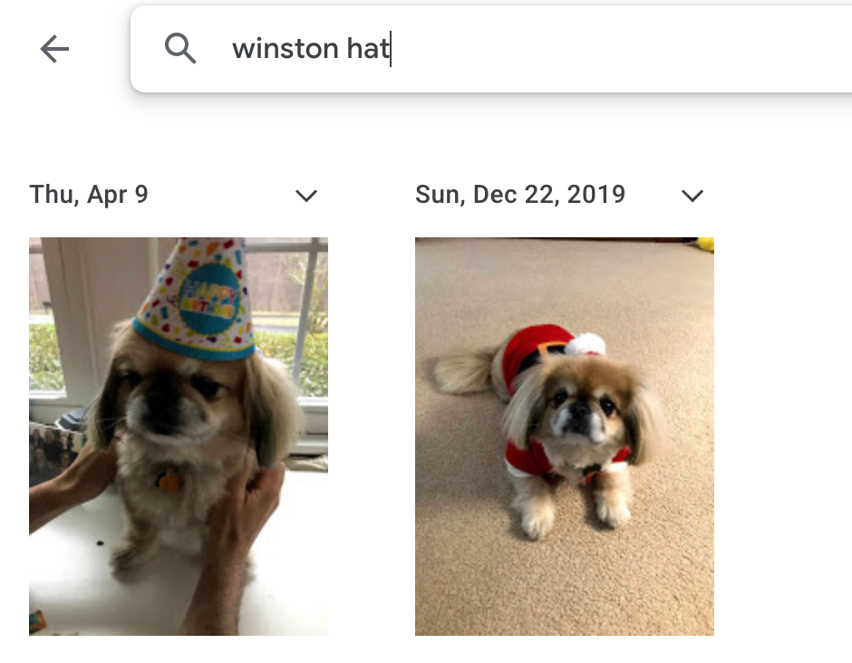 Two pictures of Winston wearing hats with the search winston hat