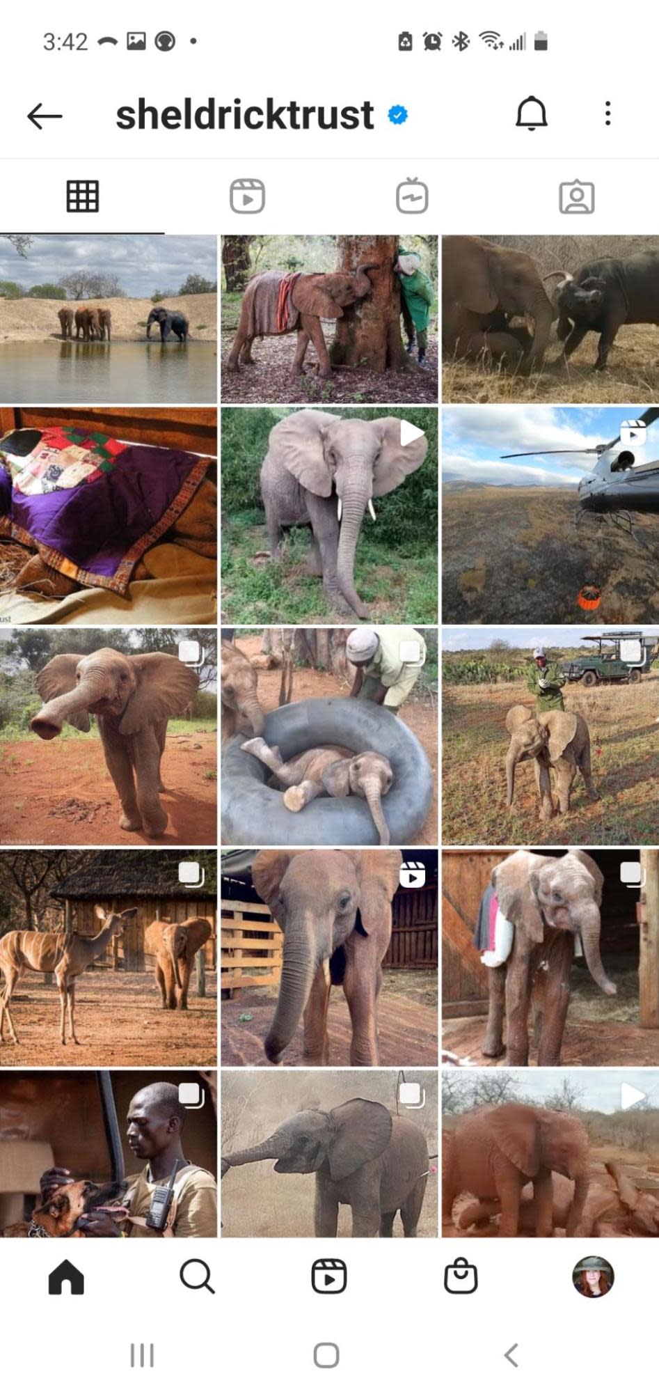 The Sheldrick Trust Instagram feed (elephants!)