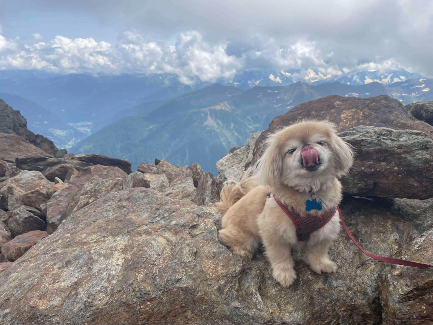 A very cute Pekingese dog licking its snout while sitting on rocks at the top of a mountain.