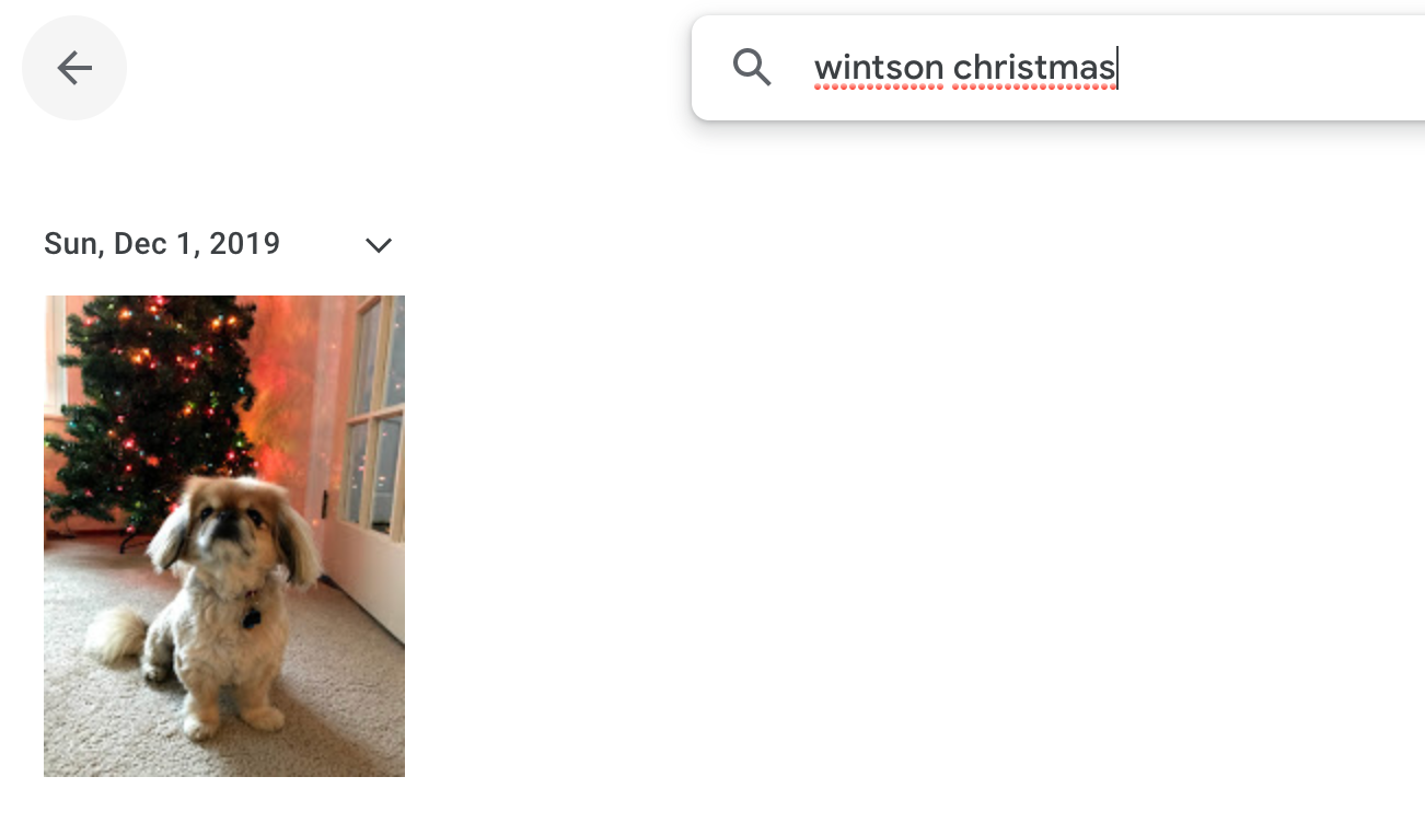 Picture of Winston by a Christmas tree with the search wintson christmas