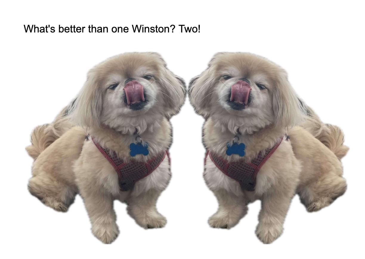 Mirror image of the same dog in Google Docs. 