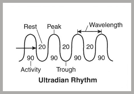  ultradian rhythm