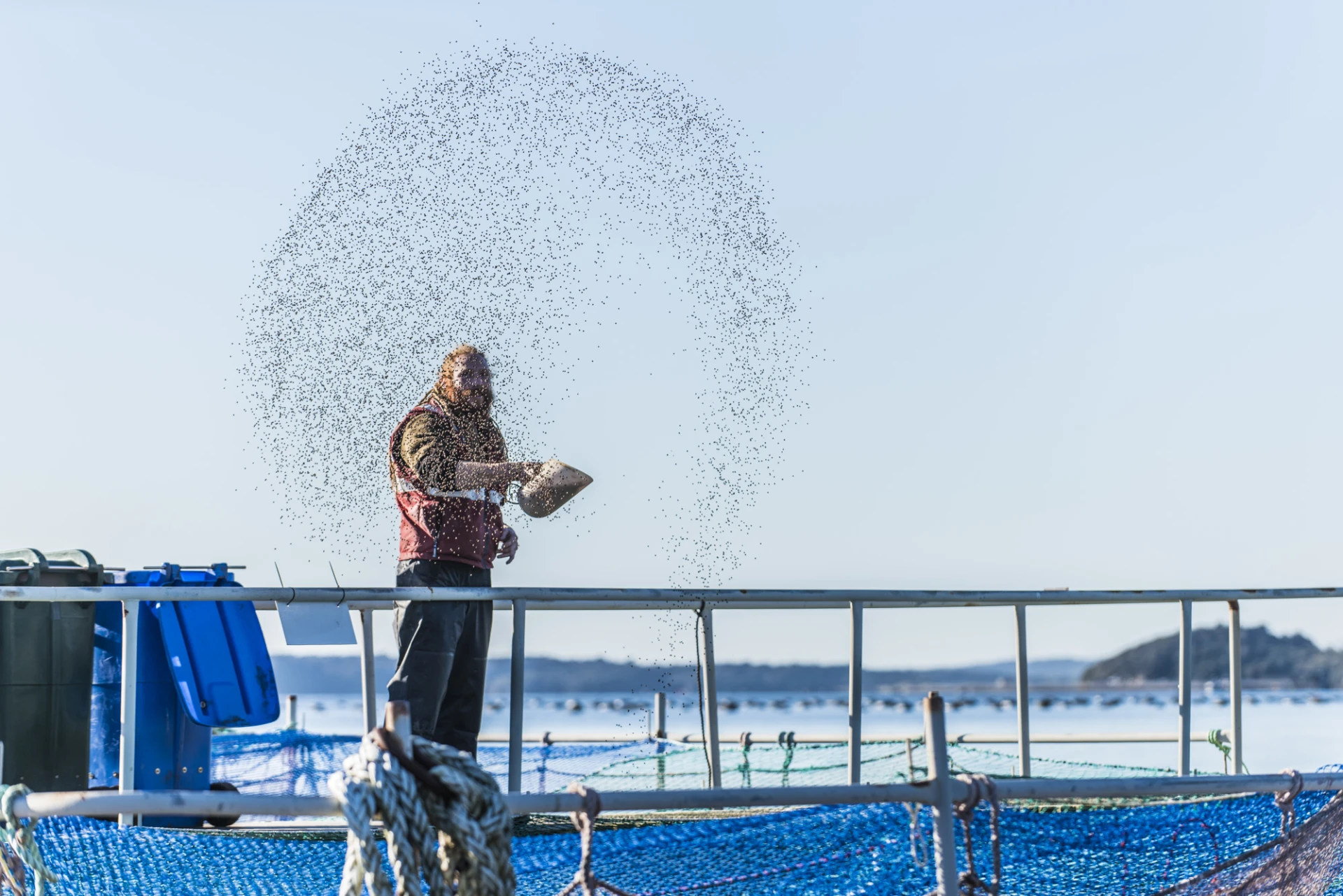 Once the King Salmon reach our farm in Big Glory Bay, they go onto a careful feeding and management programme, and are nurtured for two years until they reach their prime.