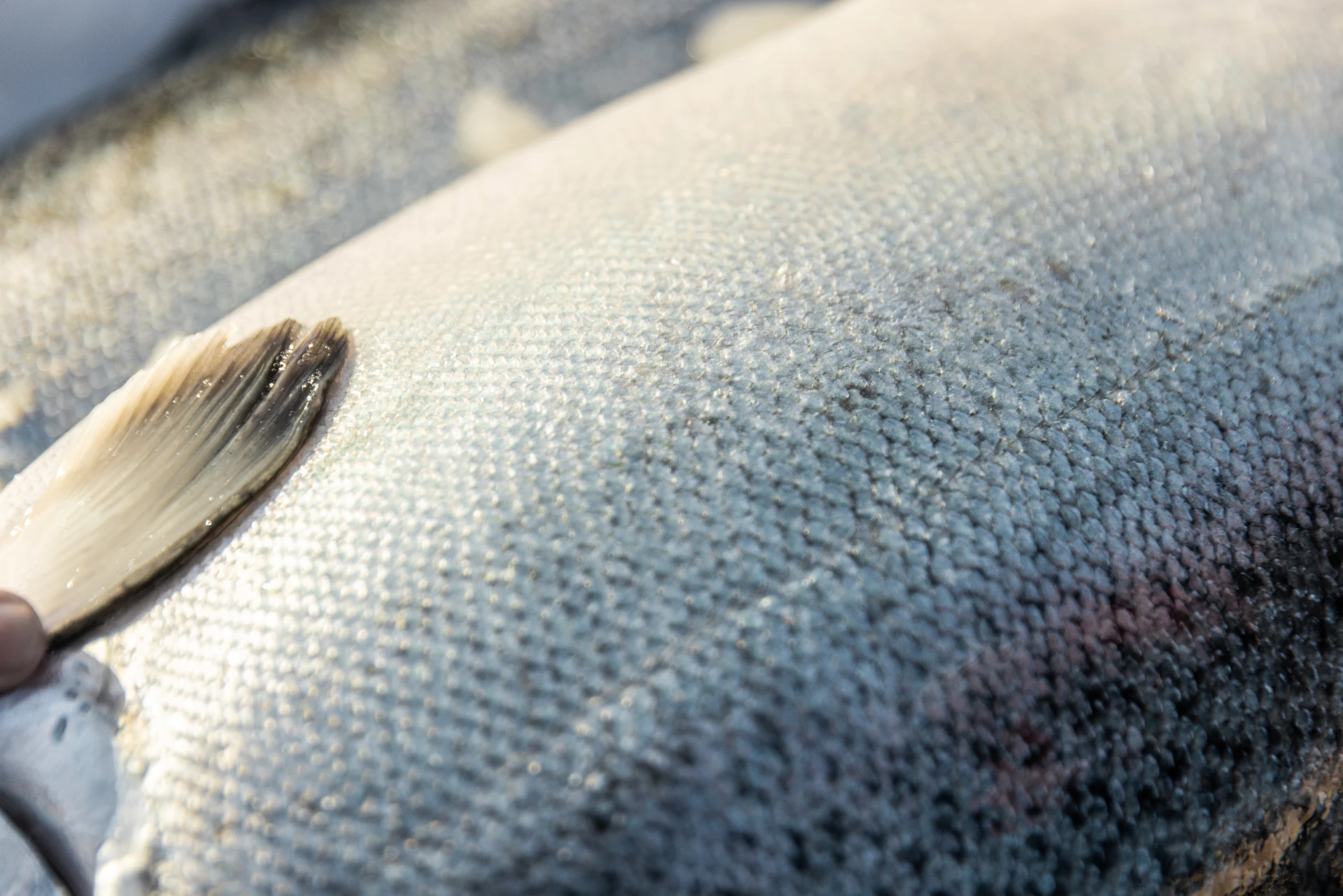 We humanly harvest our salmon at the peak of their condition at about 4.5kg to 5kg. That same day, our Big Glory Bay King Salmon are transferred back to our processing facilities in Bluff, 40 kilometres away across Foveaux Strait.