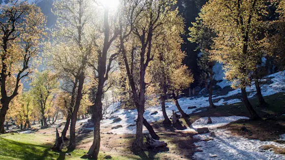 Efficient Taxi Solutions for Your Journey in Sonamarg
