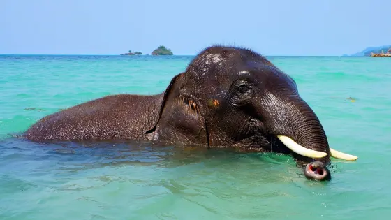 Discover the vibrant marine life of Havelock Island with TravelTaxi's guided snorkeling tours in Andaman.