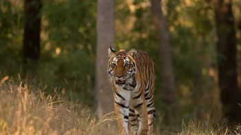 Witness majestic Bengal tigers on a thrilling safari with TravelTaxi in Bandhavgarh National Park, Madhya Pradesh.