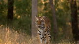 Witness majestic Bengal tigers on a thrilling safari with TravelTaxi in Bandhavgarh National Park, Madhya Pradesh.