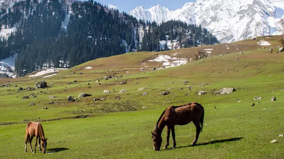 Explore Sonamarg: Affordable Taxi Services by TravelTaxi