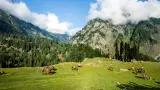 Experience scenic beauty of Betaab Valley with TravelTaxi's guided nature tours in Pahalgam, Kashmir.