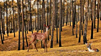 Ranikhet (5).jpg