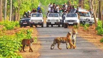 Experience the serenity of the Kanha River with TravelTaxi's guided nature walks in Kanha National Park, Madhya Pradesh.