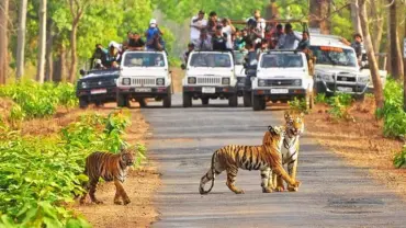 Experience the serenity of the Kanha River with TravelTaxi's guided nature walks in Kanha National Park, Madhya Pradesh.