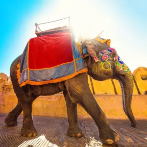 Amber Fort, Jaipur: Majestic hilltop fort with stunning architecture | TravelTaxi