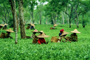 Explore the ancient ruins of Sivasagar with TravelTaxi's guided tours in Assam.