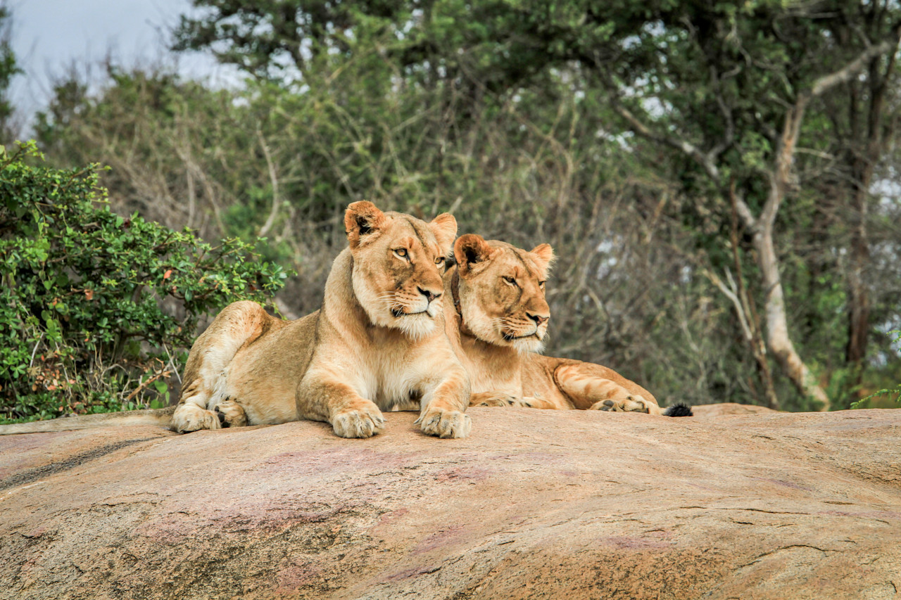 Parc national Kruger et Mpumalanga