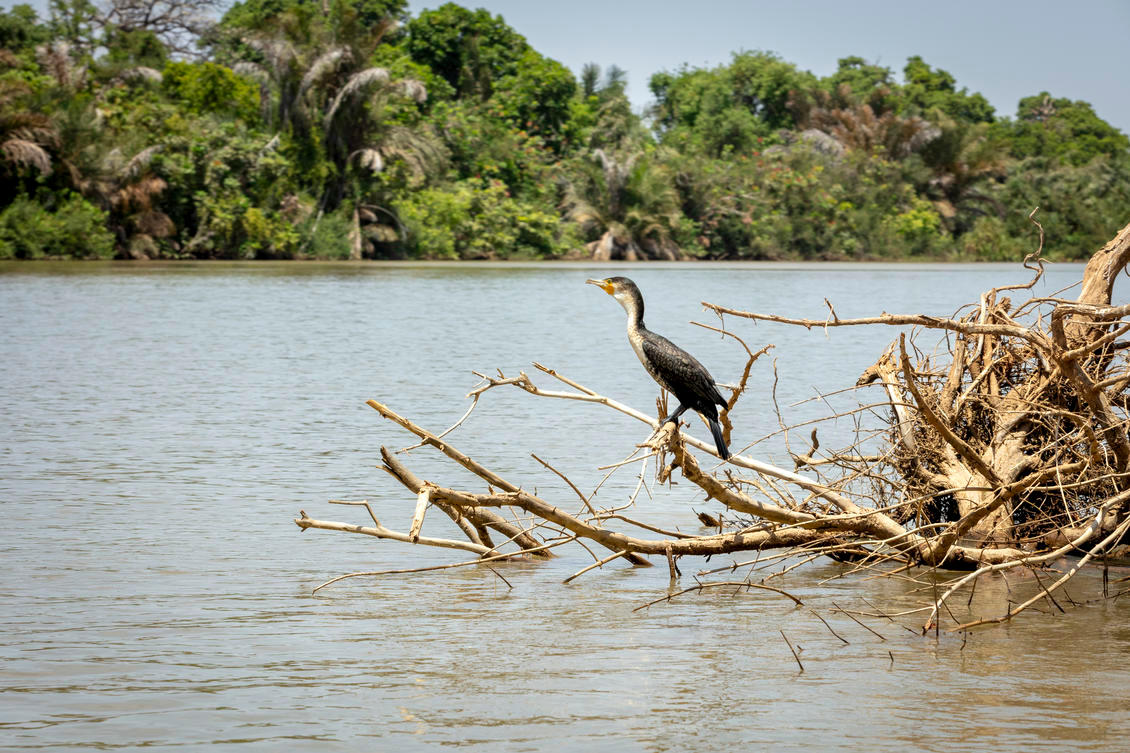 EGC_The Gambia Banjul River Gambia 01 JPG
