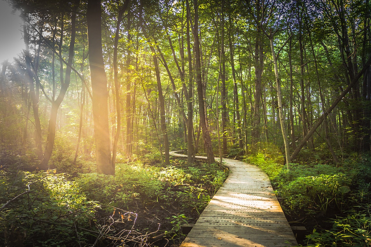 Path into forest that is lit up by sun beams.