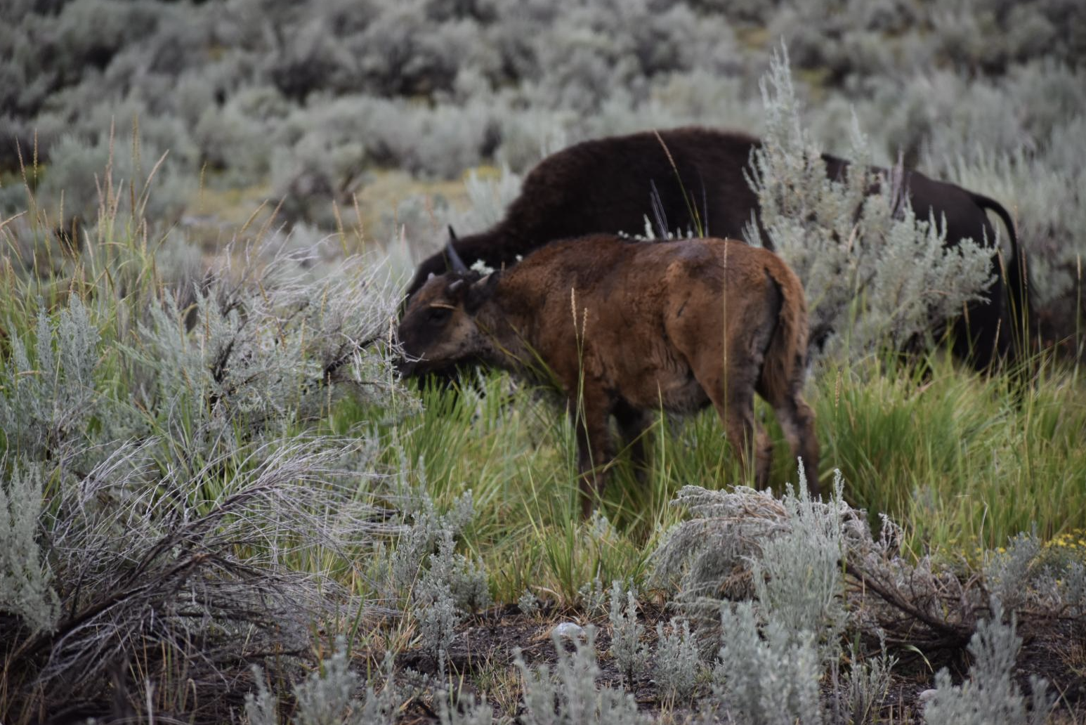 Photograph of buffalo taken by Rick