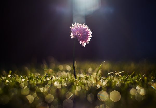 Purple flower in a dark field