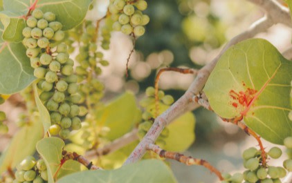 Grapes for making white wine, common types of wine