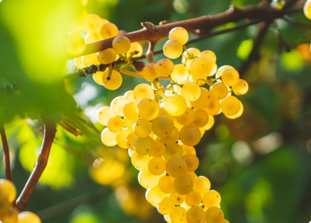 Chardonnay wine grapes