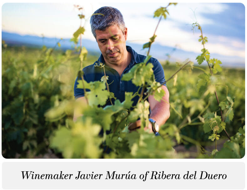 Winemaker Javier Murúa of Ribera del Duero in his vineyards