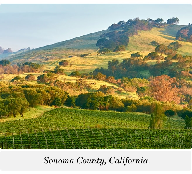 Vineyards in Sonoma County, California
