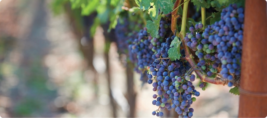 American Cabernet Sauvignon grapes