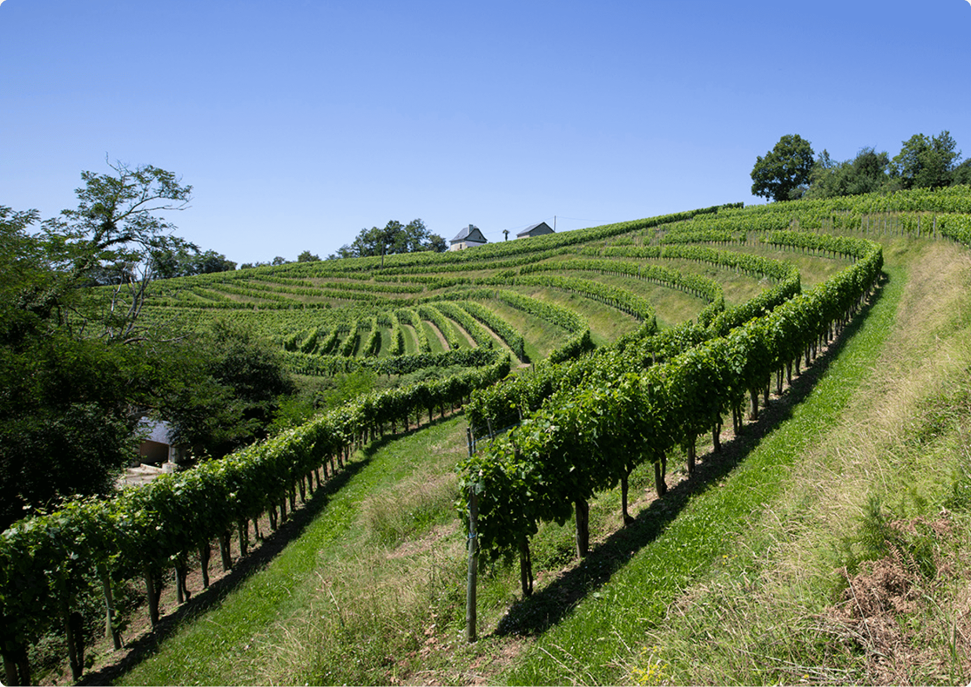 WSJ Wine Vineyard Partners | Exclusive Winery Access