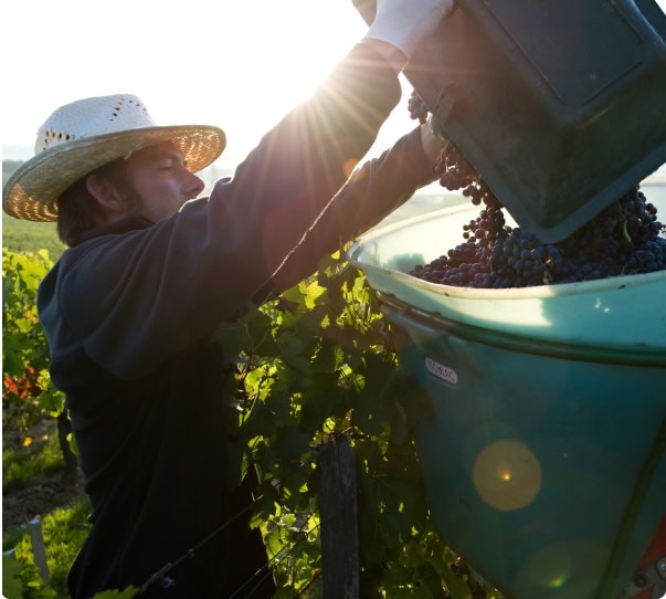 Man harvesting wine grapes in the Bordeaux region of France