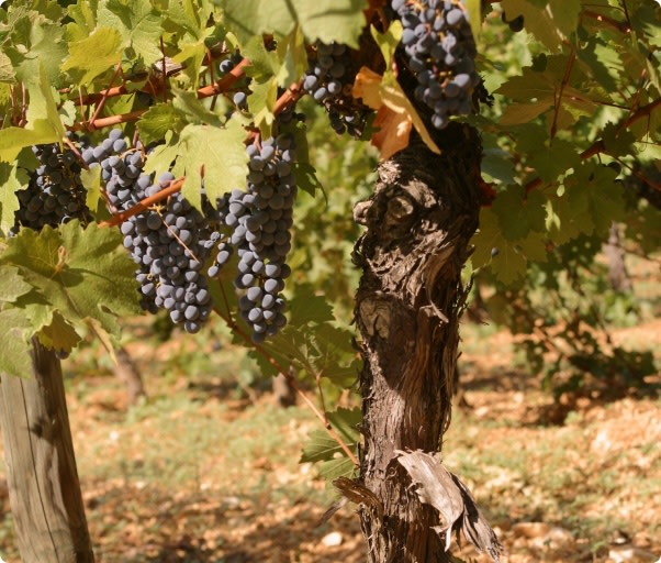 The origins and history of French Cabernet Sauvignon wine; Cabernet Sauvignon wine grapes on the vine
