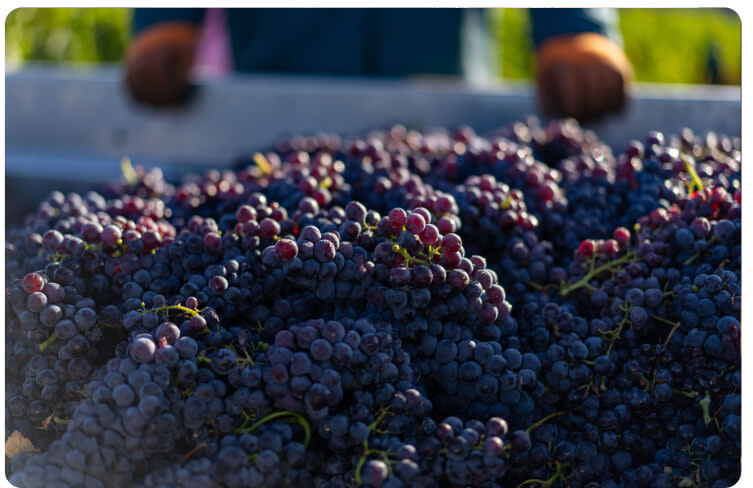 Harvesting Merlot wine grapes in the vineyard