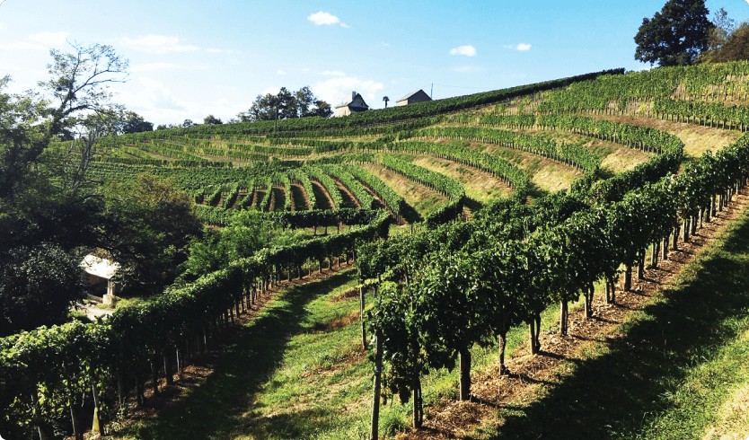 Vineyard Partners Clos De La Vierge