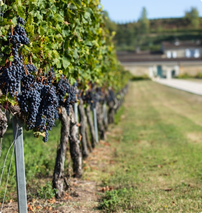 Cabernet sauvignon wine grape growing regions