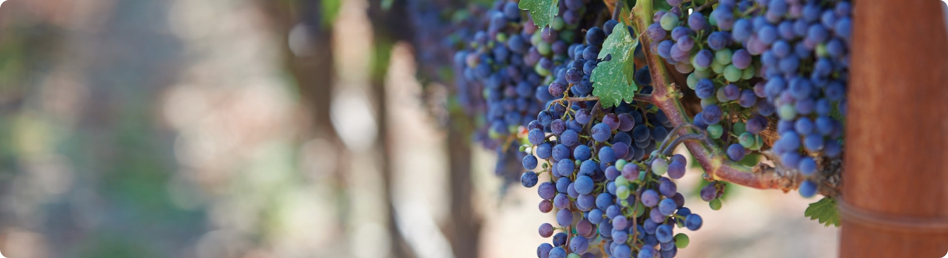 American Cabernet Sauvignon grapes