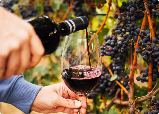 Tempranillo Wine Guide