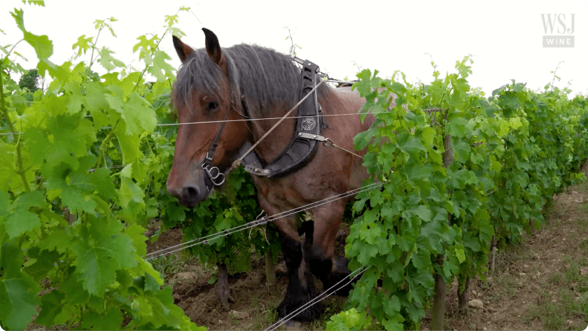 terroir-image