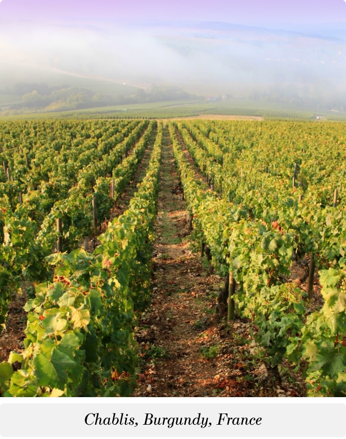 Chardonnay Vineyard in Chablis, Burgundy, France