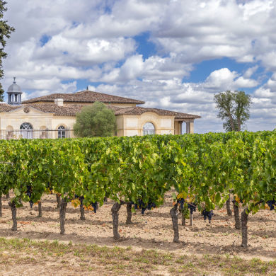 Merlot vineyard in France