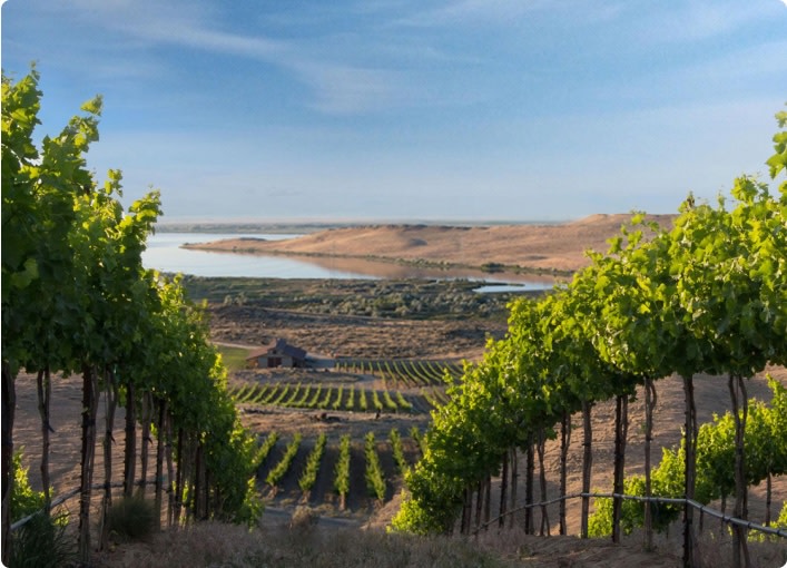 Vineyards in Washington State, USA