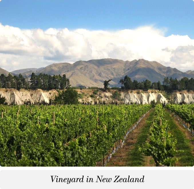 Vineyard in New Zealand
