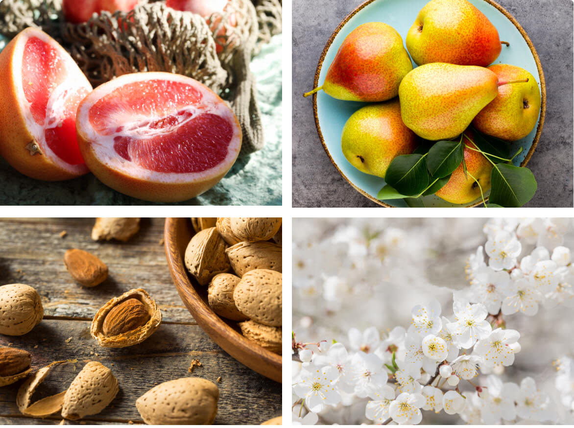 A grid of 4 images showing tasting notes of Pinot Grigio wine; grapefruit, pears, almonds, white blossoms