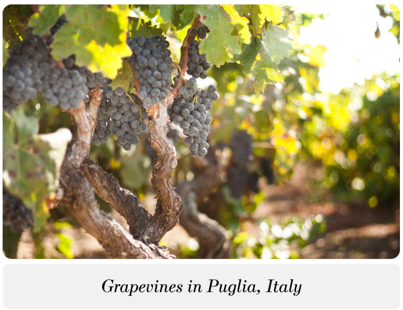Grapevines in Puglia, Italy