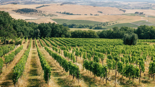 Vineyard Partners - Exclusive access to top vineyards and VIP visits